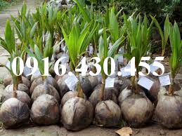 Cây giống dừa xiêm lùn xanh